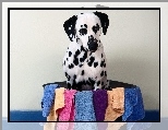 Ręczniki, Pies, Dalmatyńczyk, Miska
